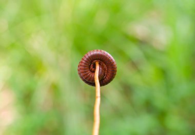 Kırkayak birkaç bacakların böcekler olduğunu
