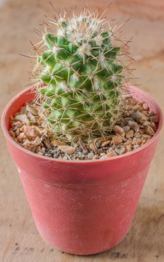 kaktüs ahşap zemin üzerinde