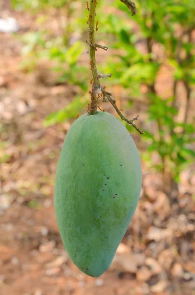 Grüne Mango auf Baum mit Ameise im Garten — Stockfoto