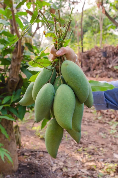 Tenga il mango verde in mano a giardino — Foto Stock