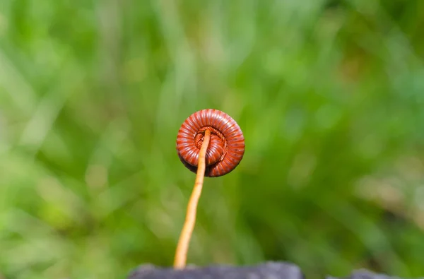 ヤスデはいくつかの足を持っている昆虫です。 — ストック写真