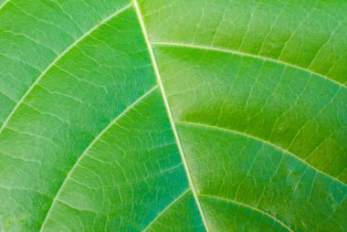 yaprak için arka plan dokusu