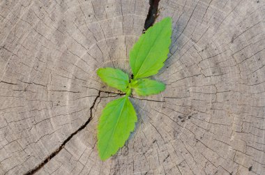 ağaç kütüğü üzerinde büyüyen bitki