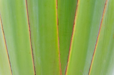 Nervürlü yaprak veya bilimsel adı gezginler palm 's.