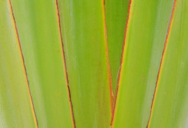 Nervürlü yaprak veya bilimsel adı gezginler palm 's