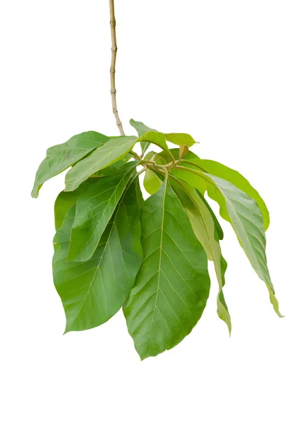 Green leaves isolated on white background — Stock Photo, Image