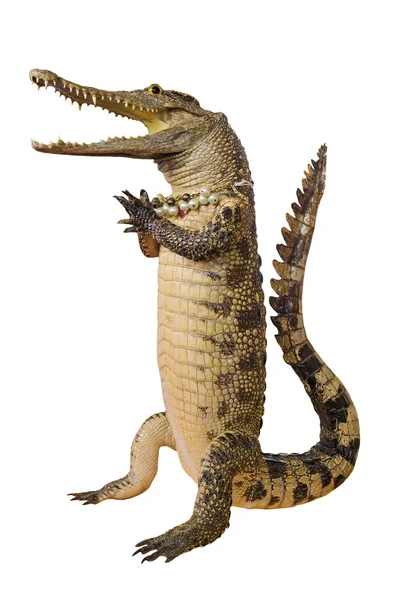 Крокодил привет изолировать на белом фоне — стоковое фото
