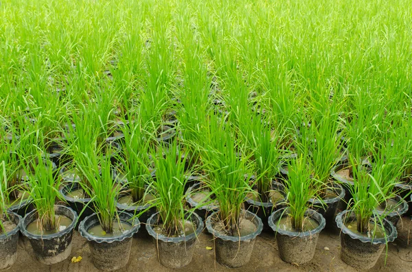 Rice seedling test in plastic tray — Stock Photo, Image