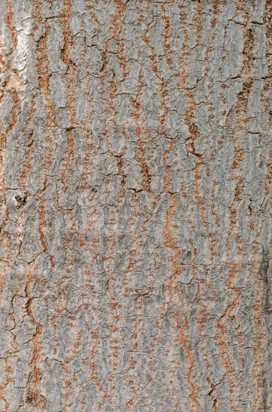 Árbol corteza fondo textura patrón — Foto de Stock