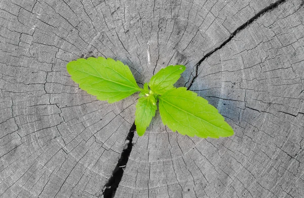 Plant growing on tree stump — Stock Photo, Image