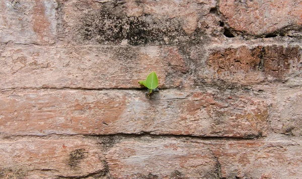 Plant little tree on old red bricks wall — Stock Photo, Image