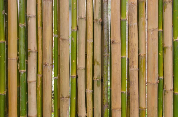 Patroon van de textuur van de achtergrond van groene bamboe hek — Stockfoto