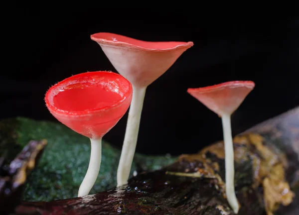 Champignon Champagne dans la forêt — Photo