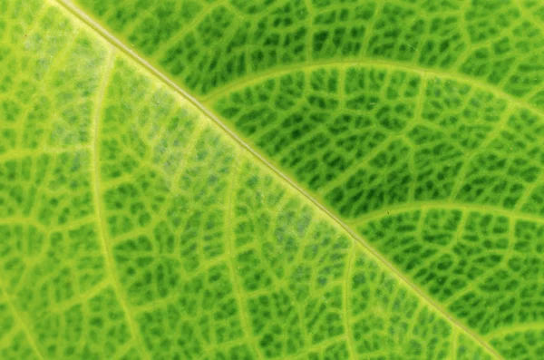 Texture of leaf for background — Stock Photo, Image