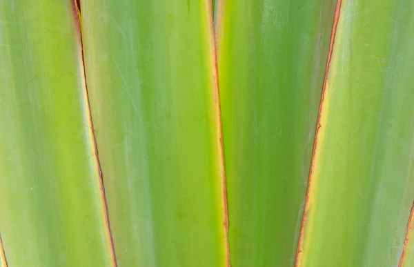 Gerippte Blatt oder wissenschaftlicher Name ist Reisenden palm. — Zdjęcie stockowe