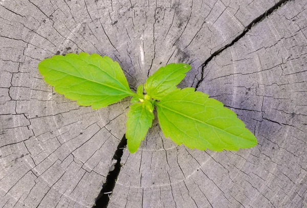 Plant growing on tree stump — Stock Photo, Image