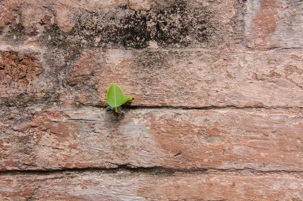 Plant little tree on old red bricks wall. — Stock Photo, Image