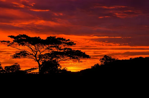 Belo nascer do sol no país com silhueta de árvore — Fotografia de Stock