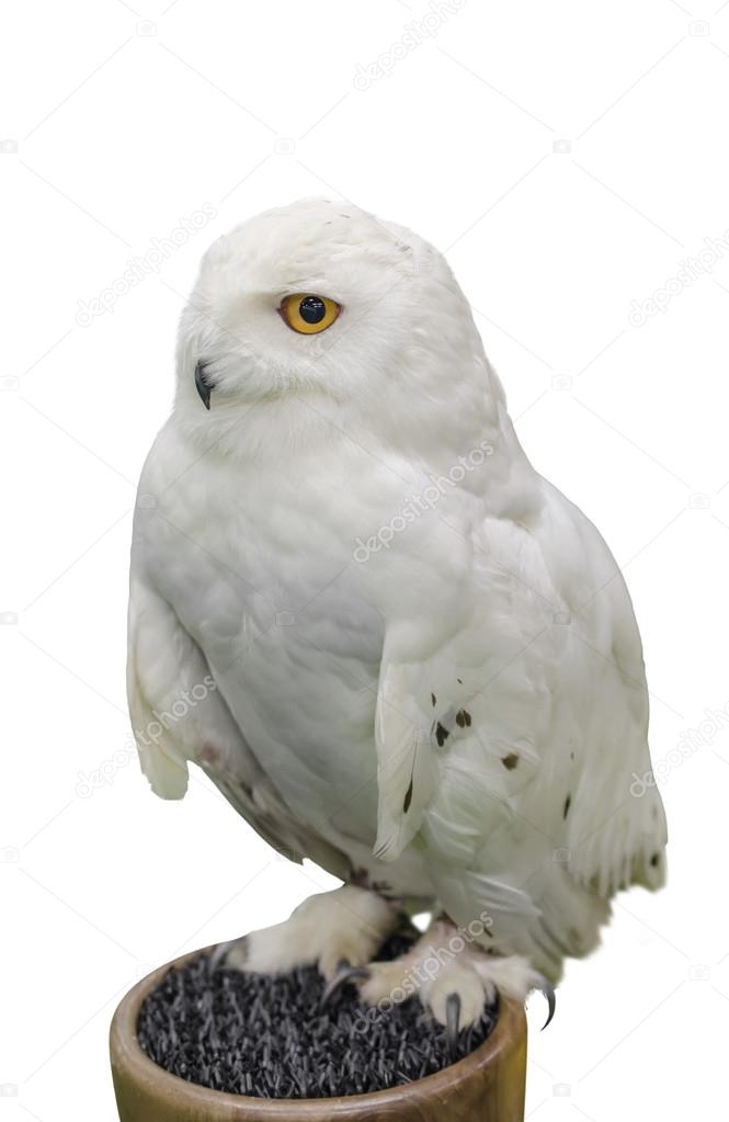 Snowy owl isolate on white background