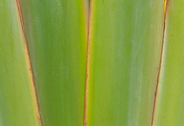 Geribbeld blad of wetenschappelijke naam is reizigers palm. — Stockfoto