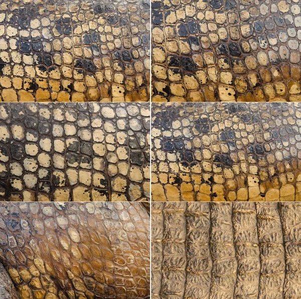 Текстура кожи крокодила для фона — стоковое фото