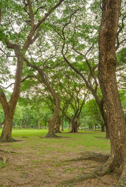 公共の公園で木 — ストック写真