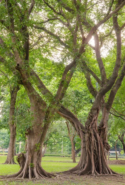 Kamu Parkı içinde ağaçlar — Stok fotoğraf
