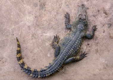 Timsah çiftliğinde Üstten Görünüm