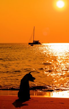 köpek sahilde günbatımı arıyorsunuz