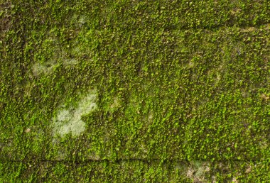 Ormanda Yeşil Yosun ile Kaplanmış Taş.
