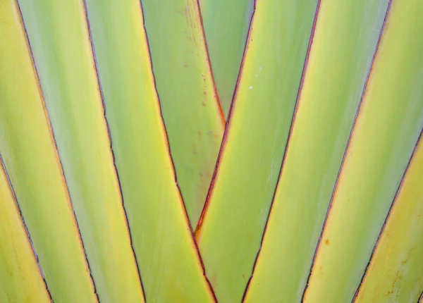 Ribbed leaf or Scientific name is Travellers palm — Stock Photo, Image