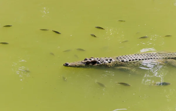 Crocodile in wetland pond — Stock Photo, Image