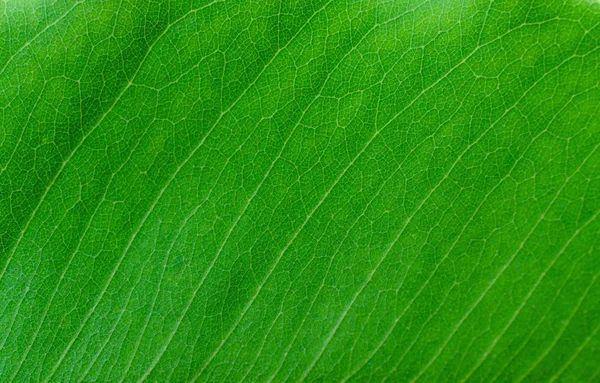 Texture of leaf for background — Stock Photo, Image