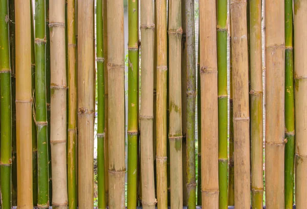 Green bamboo fence background texture pattern — Stock Photo, Image