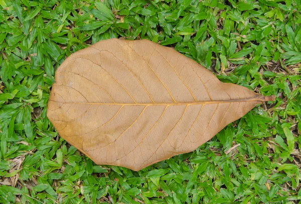 Dry leaves on the green grass. — Stock Photo, Image