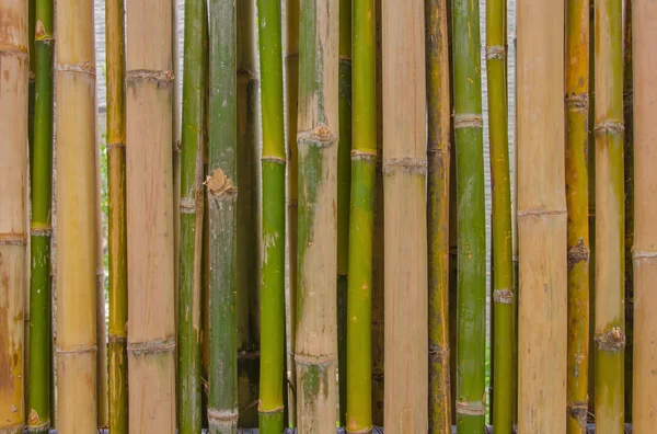 Green bamboo fence background texture pattern — Stock Photo, Image