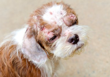 Hasta sokak köpeği Vakfı