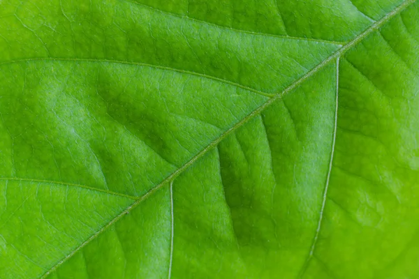 Texture of leaf for background — Stock Photo, Image