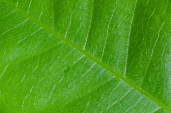 Textur des Blattes für den Hintergrund — Stockfoto