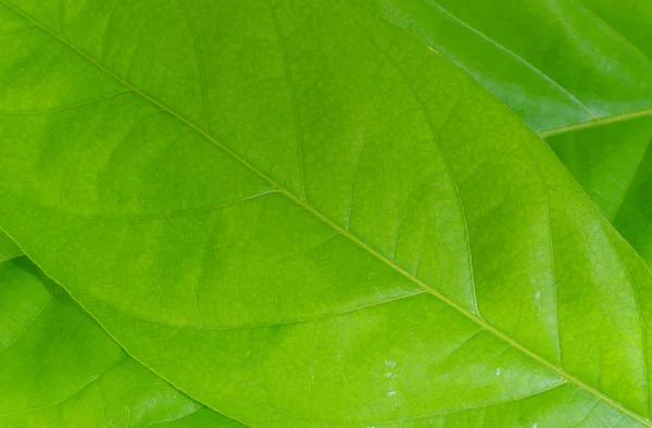 Textur des Blattes für den Hintergrund — Stockfoto