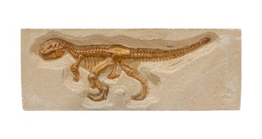 dinozor fosil modeli izole beyaz arka plan üzerinde