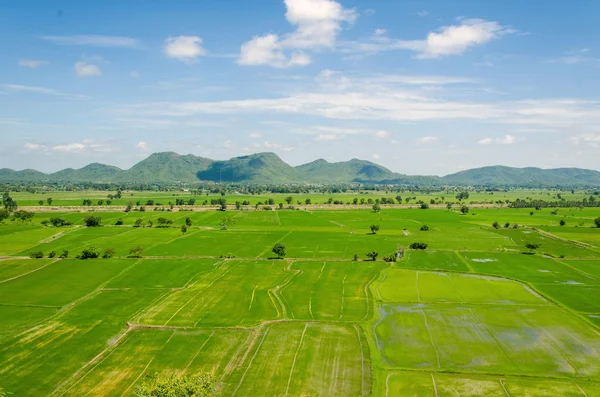 Landscape in the cornfield — Stock Photo, Image