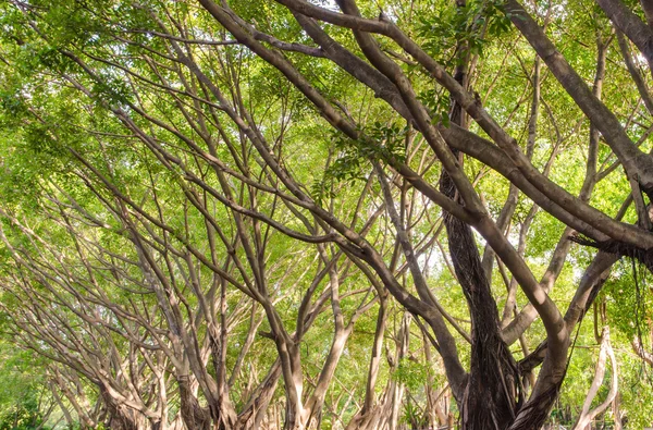 Árboles en el parque público —  Fotos de Stock