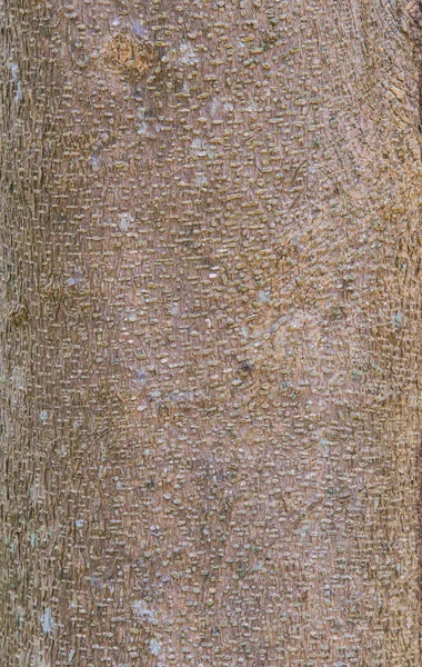 Tree bark background texture pattern — Stock Photo, Image