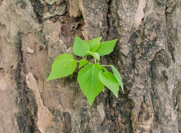 Planta creciendo en corteza vieja —  Fotos de Stock