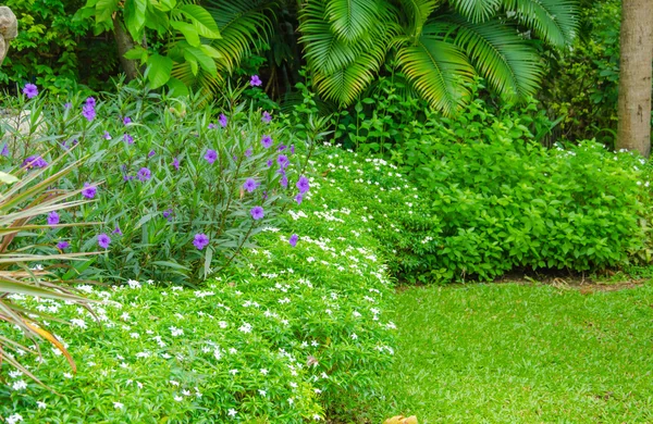 緑豊かな庭園のカラフルな植物 — ストック写真