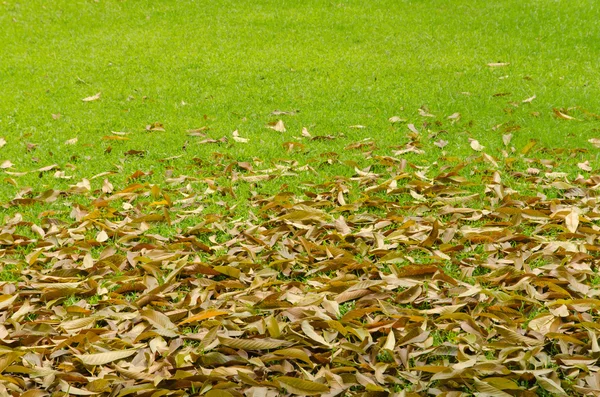 Fallna blad på gräs — Stockfoto