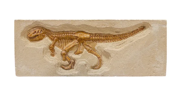 恐龙化石模型隔离在白色背景上 — 图库照片