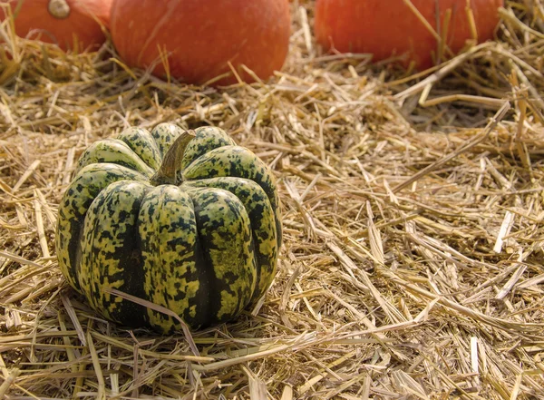 Apanese pumpkin on ground with dry straw — Stock Photo, Image