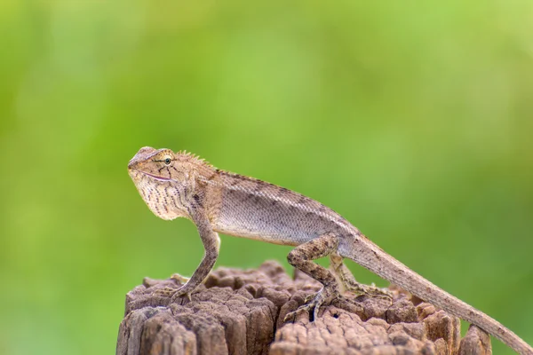 Closeup proměnlivé ještěrka na stromě — Stock fotografie